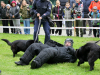 pokaz-wyszkolenia-psow-policyjnych-dni-sggw-2025 (76)