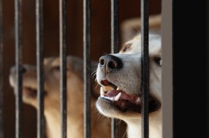 bigstock-Portrait-of-homeless-dog-in-an-158238461-620x500o