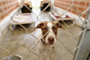 dog_sggw-620x500o