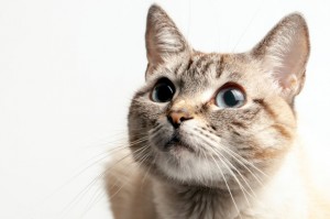 bigstock-Beautiful-Portrait-Of-A-Cat-Wi-276130999-620x500o