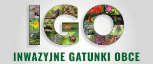 IGO